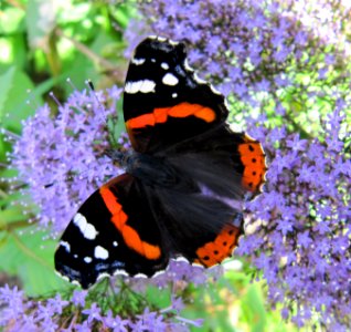Fleurs et papillon au jardin des iris - Jardin des Plantes Paris 2