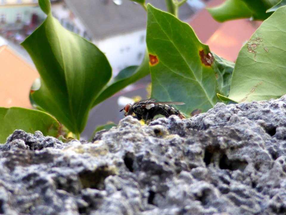 Fly-on-Stone