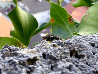 Fly-on-Stone
