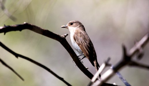 Flycatcher (49346320) photo