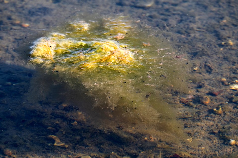 Floating tuft of Pylaiella littoralis