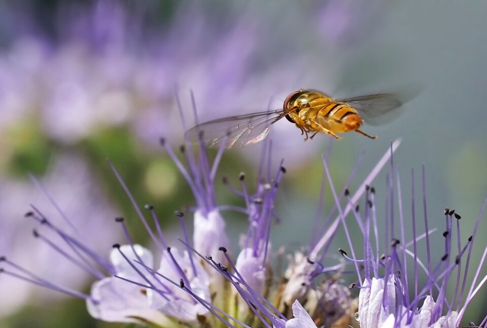 Flying spring nature