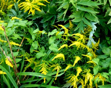 Fleurs jaunes au Parc floral
