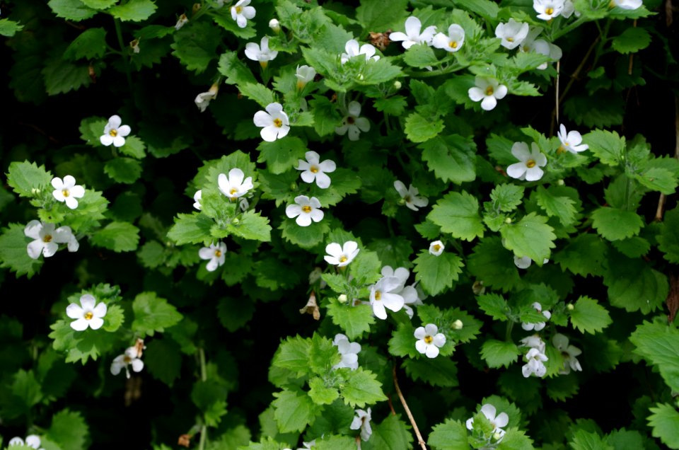 Fleurs du Jardin Delaselle - Ile de Batz 2