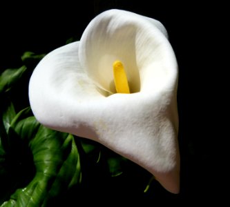 Fleurs des patios de Cordoue 3