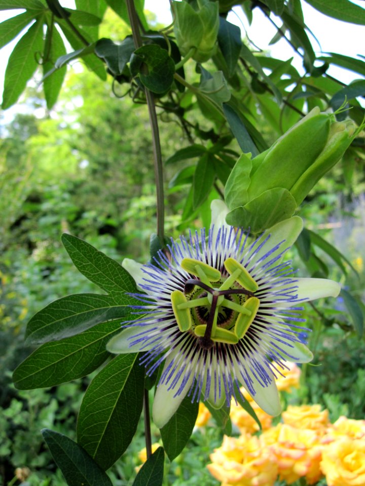 Fleurs en étoile autre vue