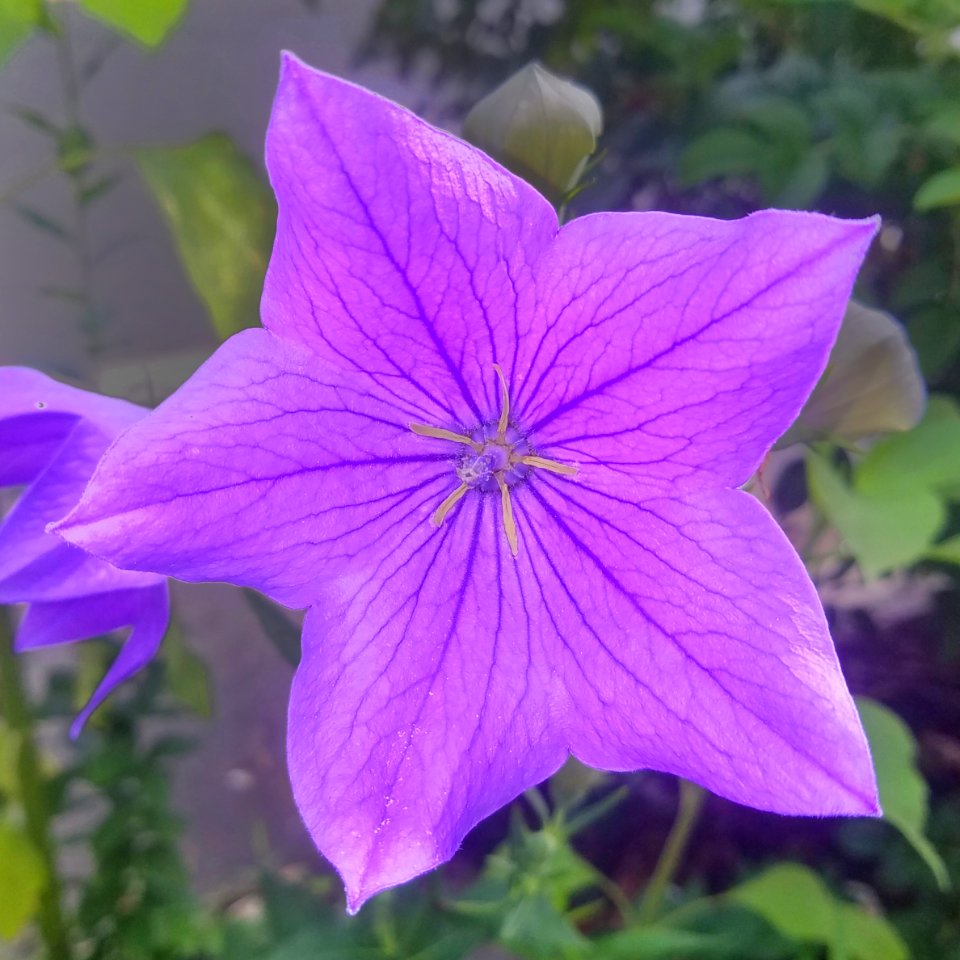 Flower - Arlington, MA - 01