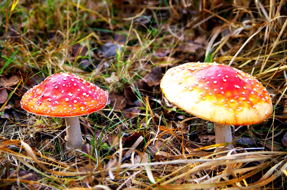 Fliegenpilze im Weidmoos2