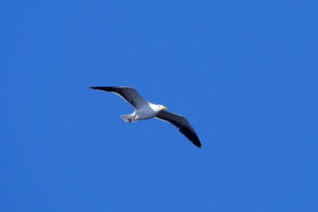 Fliegende Mantelmöwe, Ile de Malban