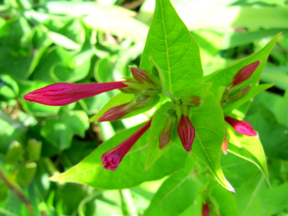 Fleurs au jardin des iris - Jardin des Plantes Paris