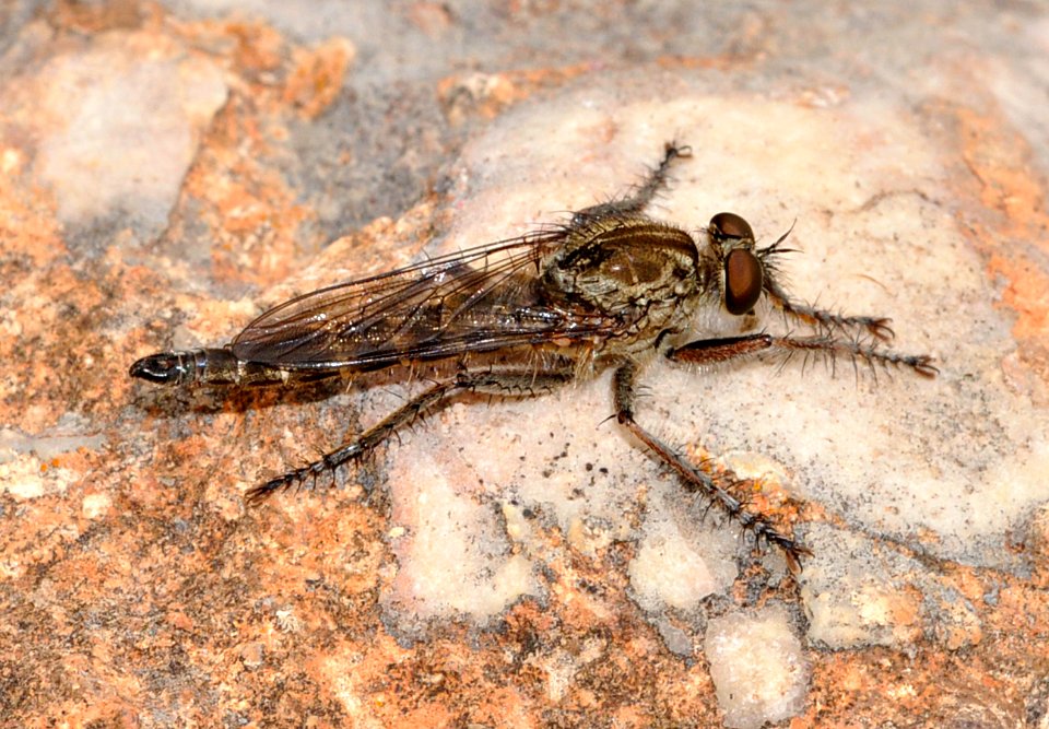 Fliege-Mallorca-01