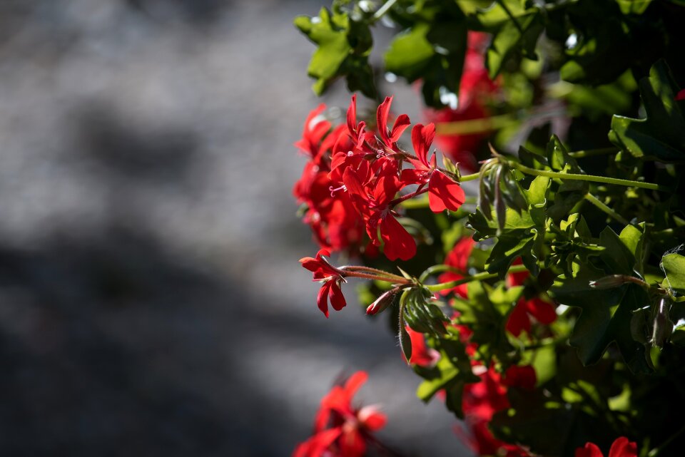 Geraniaceae red red flower