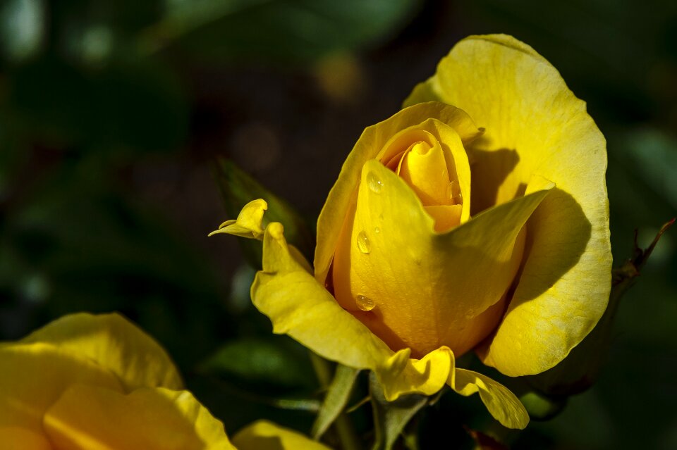 Petals growing close up