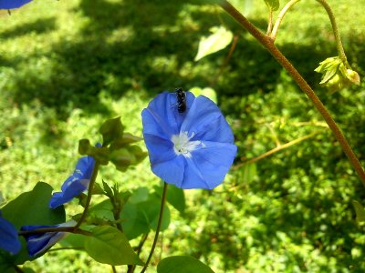 Flower @ Cubbon Park -7