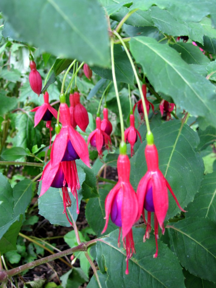 Fleurs pendantes