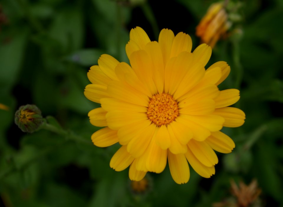 Fleurs jaunes inconnues - Parc floral 2
