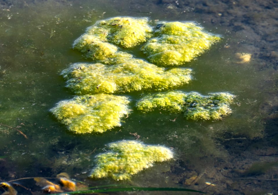Floating tufts of green and brown algae