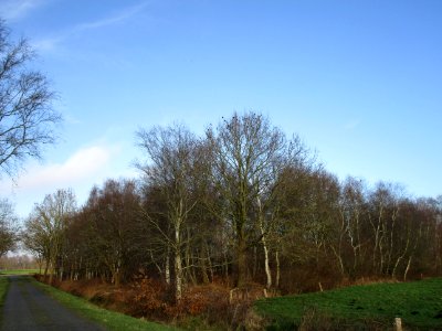 Flock-of-birds-in-tree