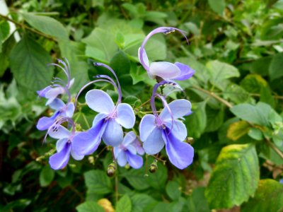 Fleurs bleues exotiques