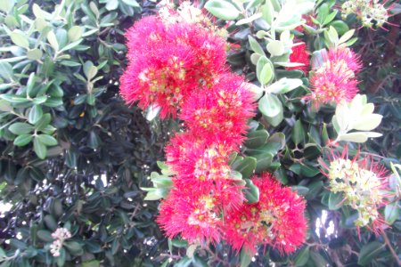 Fleurs de WA