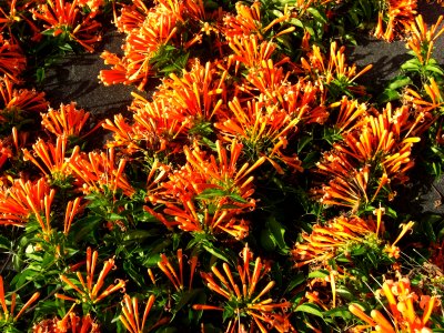 Fleurs orange à Brisbane
