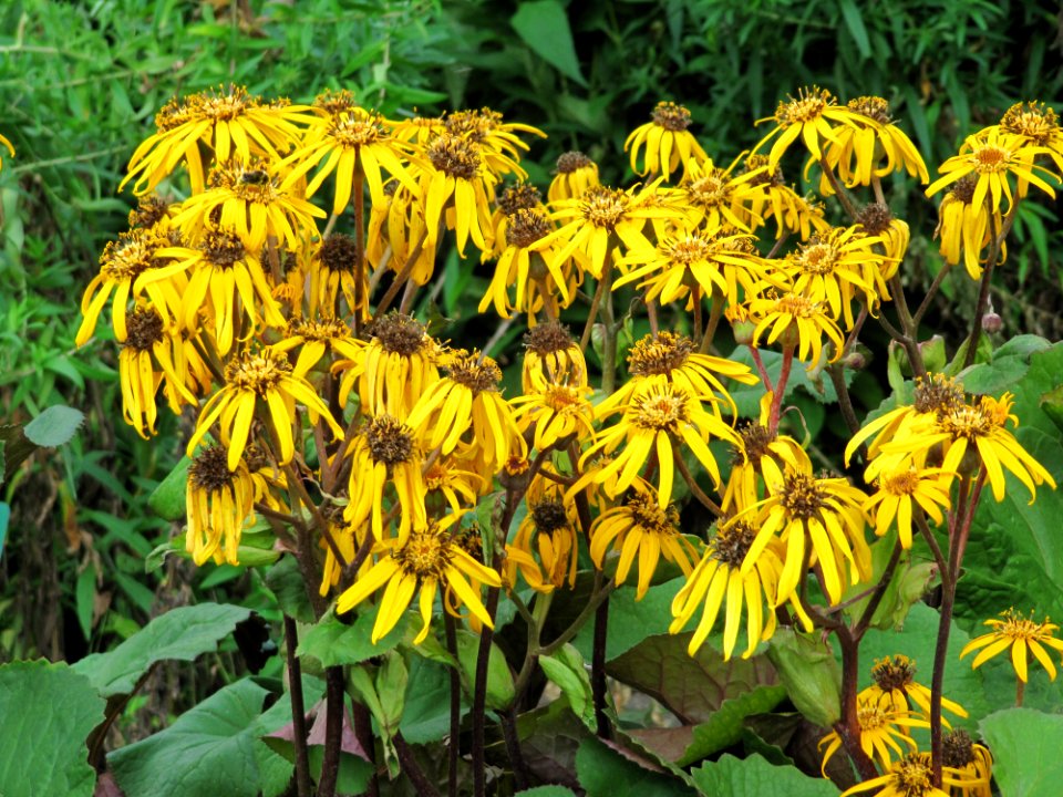 Fleurs fanées au jardin des iris - Jardin des Plantes Paris