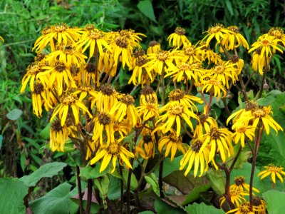 Fleurs fanées au jardin des iris - Jardin des Plantes Paris