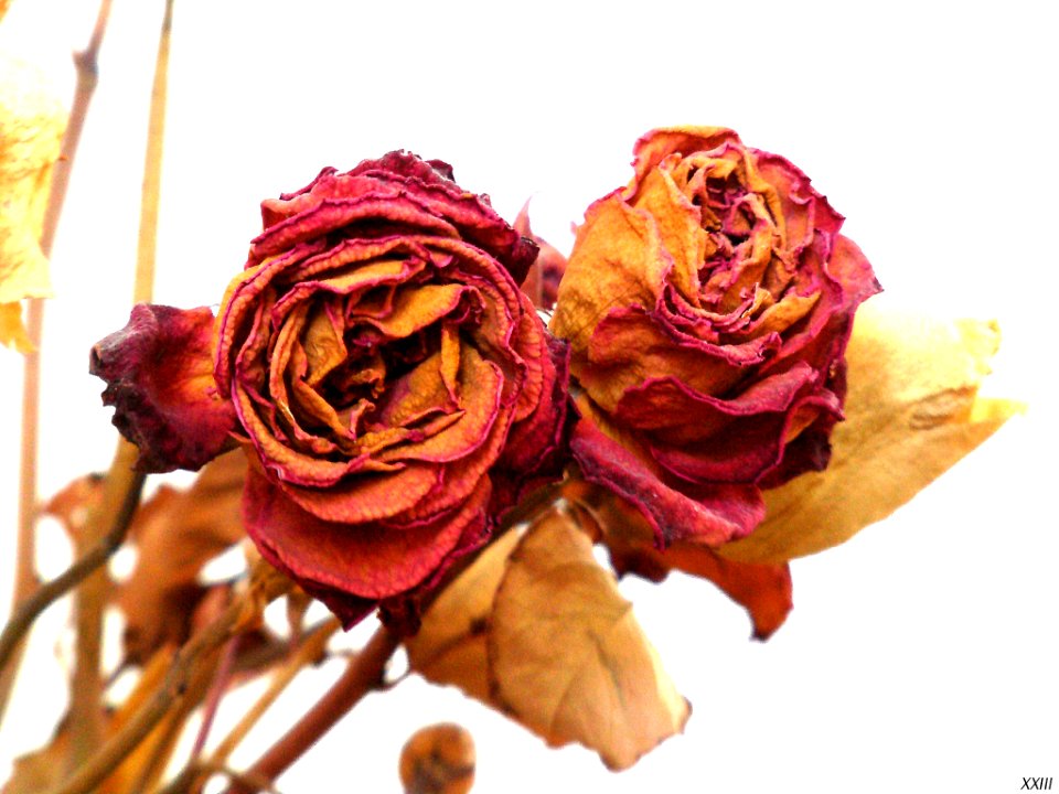 Fleurs En Intérieur (64766029)