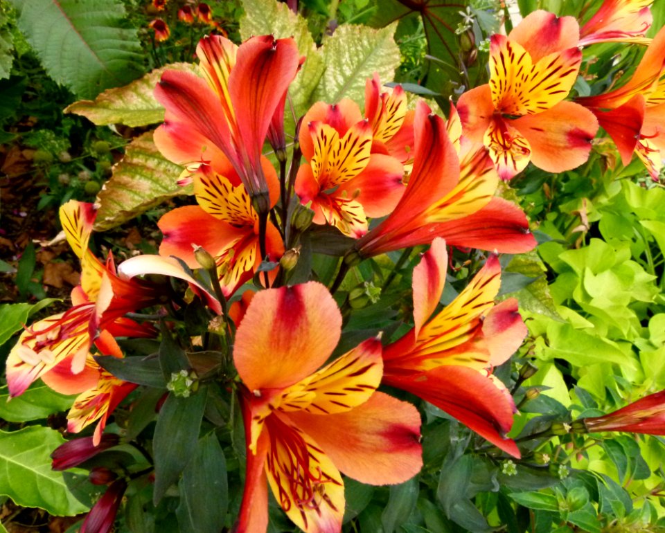 Fleurs inconnues - Jardin Agronomique Tropical 5