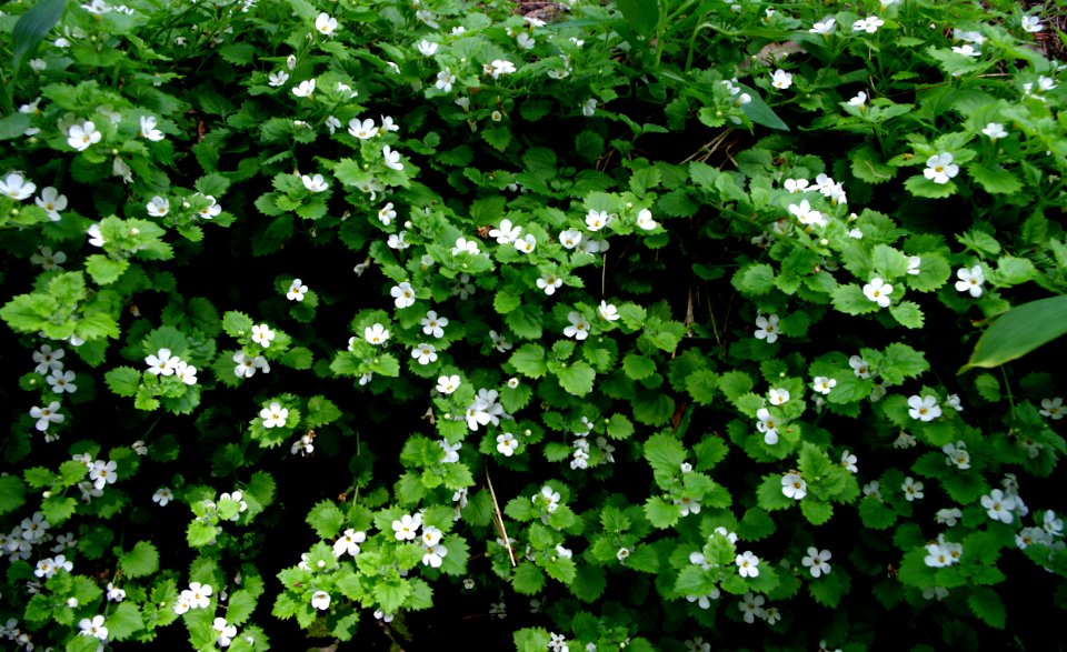 Fleurs du Jardin Delaselle - Ile de Batz