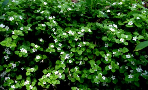 Fleurs du Jardin Delaselle - Ile de Batz