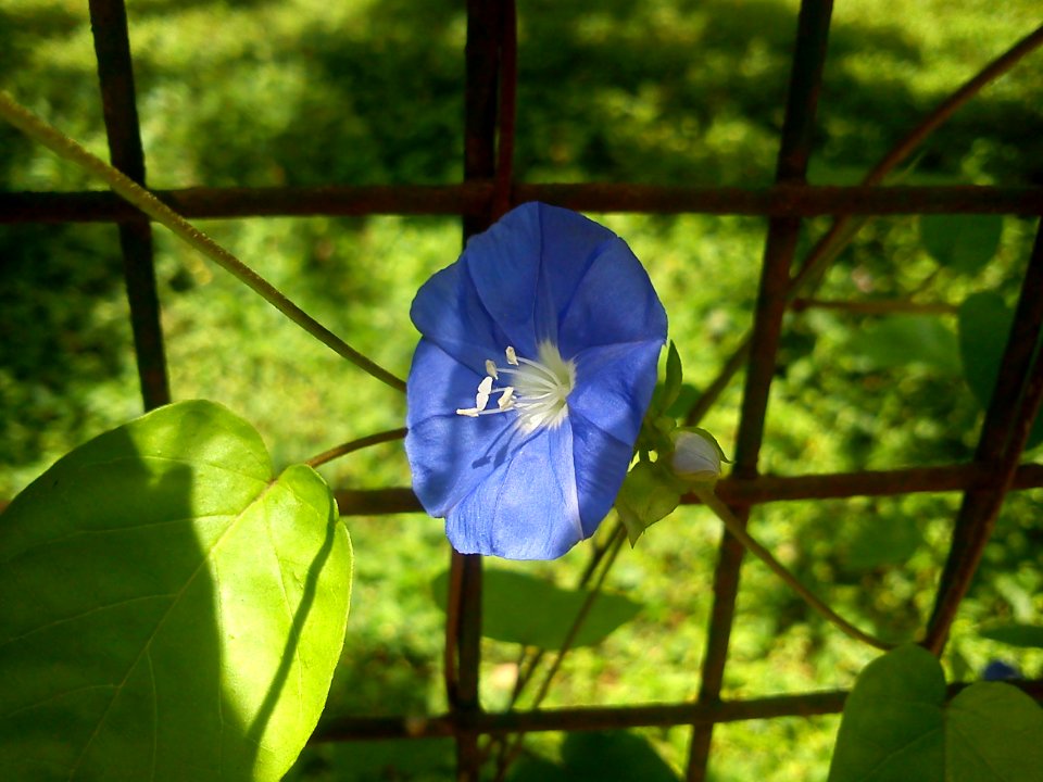 Flower @ Cubbon Park -10