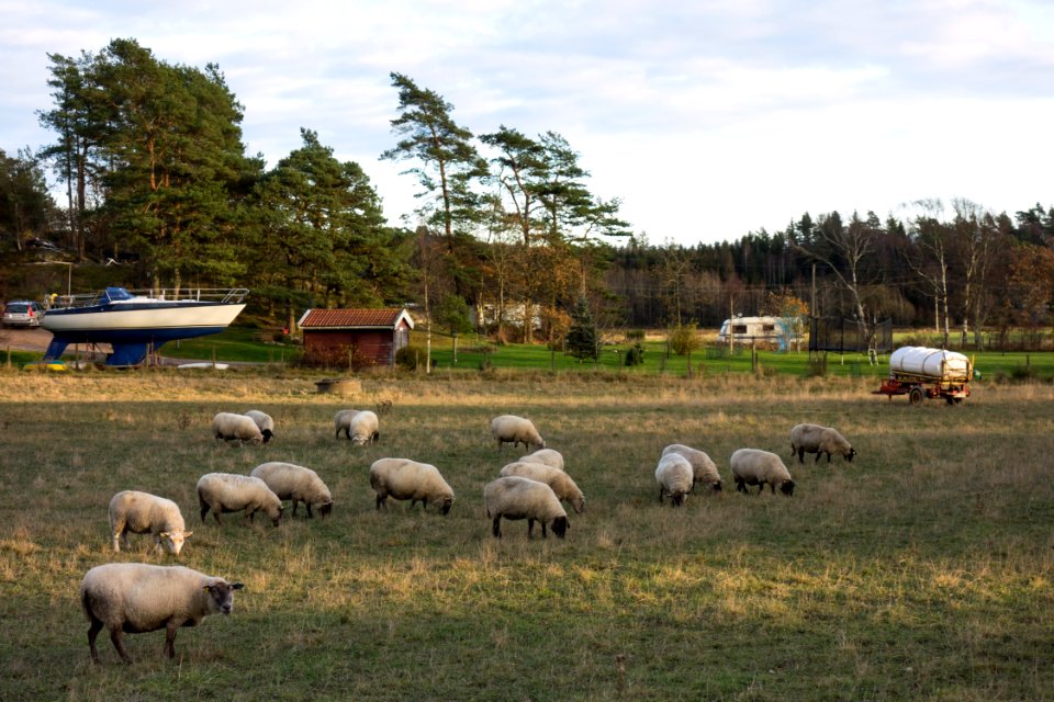 Flock of sheep in Gåseberg