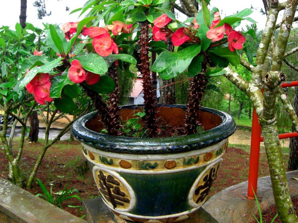Fleurs en pot à Dalat
