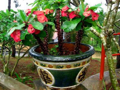 Fleurs en pot à Dalat