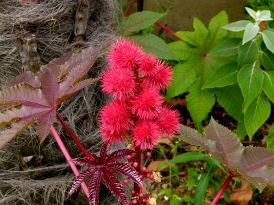 Fleurs inconnues - Jardin Agronomique Tropical 7