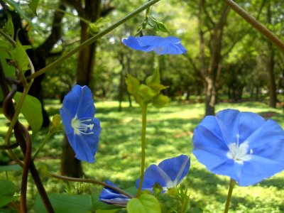 Flower @ Cubbon Park -4