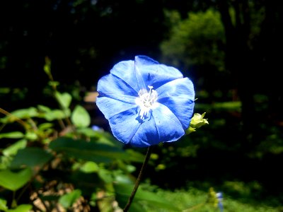 Flower @ Cubbon Park -2