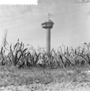 Floriade ontluikt Euromast tussen bloeiende narcissen, Bestanddeelnr 911-1524