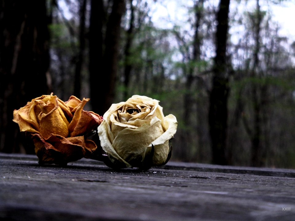 Fleurs Séchées Dans La Nature (66177827)