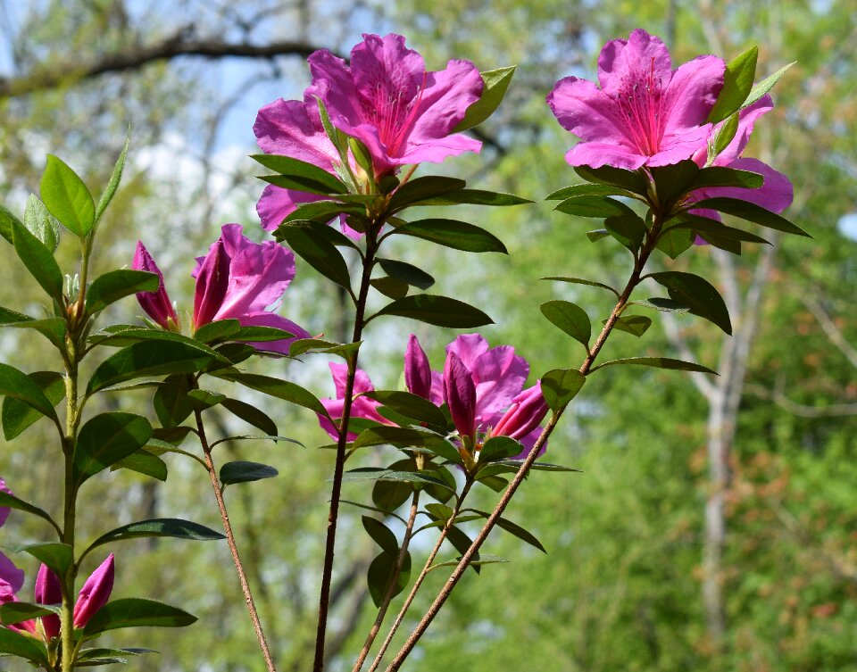 Blossom bloom shrub