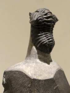 Flexicalymene meeki, Late Ordovician, Richmond Group, Hamilton County, Ohio, USA - Houston Museum of Natural Science - DSC01539