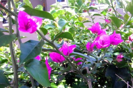 Fleurs violettes à Sydney