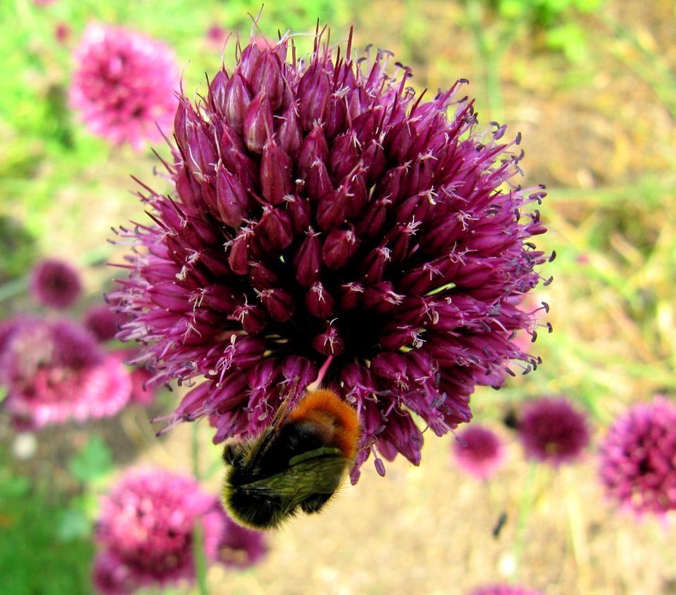 Fleurs violette avec insecte
