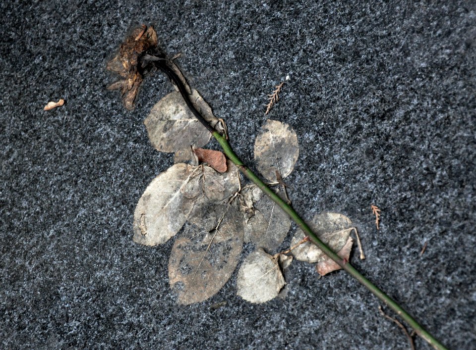 Fleurs de cimetière 29 01 2011 R 06