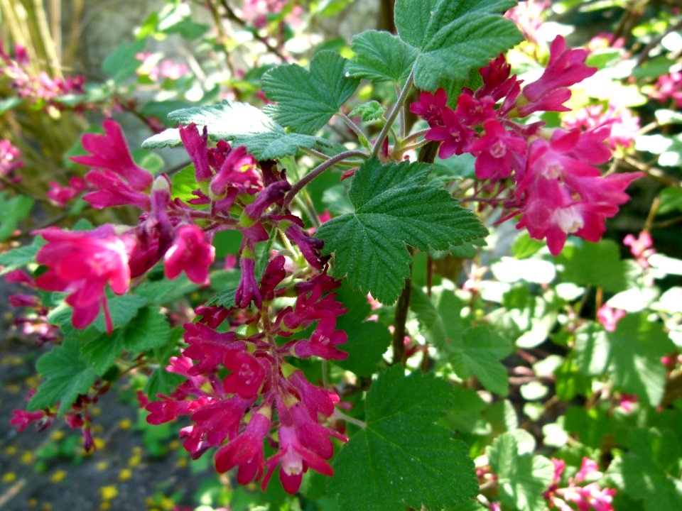 Fleurs 01