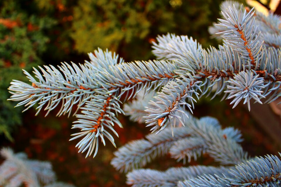 Plant silver color