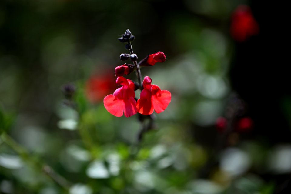 Fleurs écarlate de sauge
