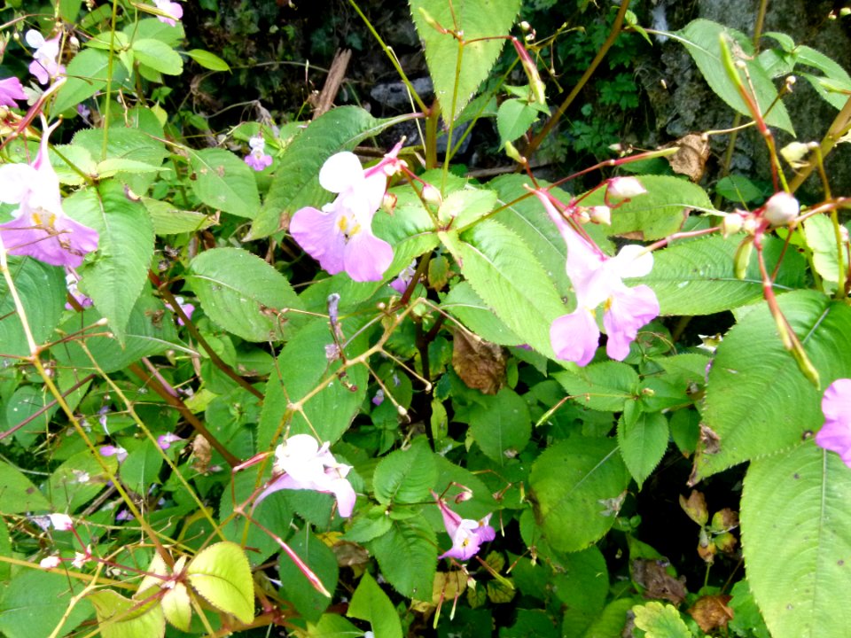 Fleurs au jardin agronomique tropical