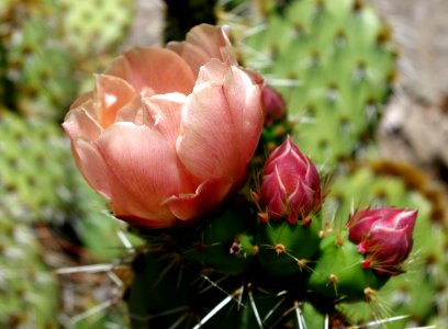 Fleurs de cactus - Ile de Batz